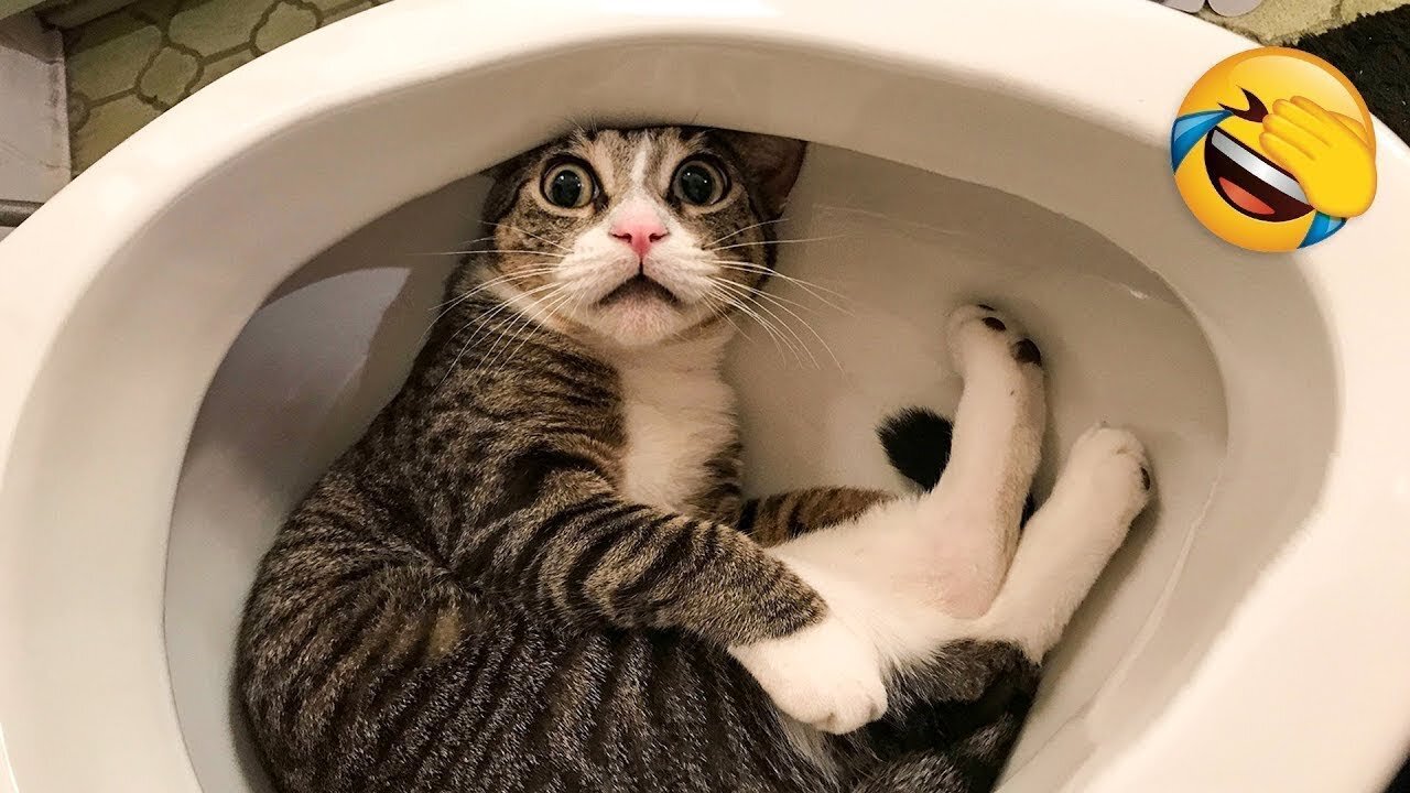 Funny Animal Videos 2023 π - Funniest Cats And Dogs Video πΊπ ππ€£