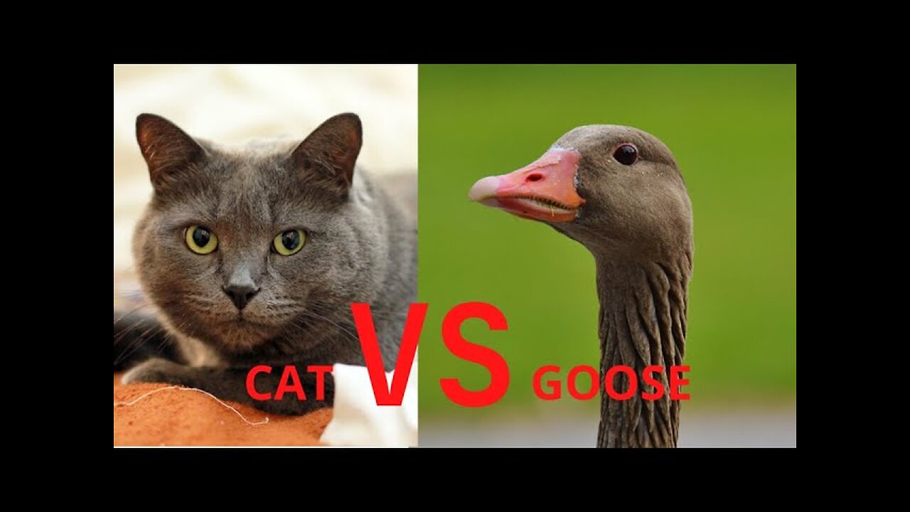 who's the boss?