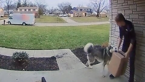 Husky SHOCKS Delivery Driver _ FUNNIEST Pets Caught on Camera