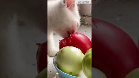 cute cat videos 😹 funny videos 😂 512 😻