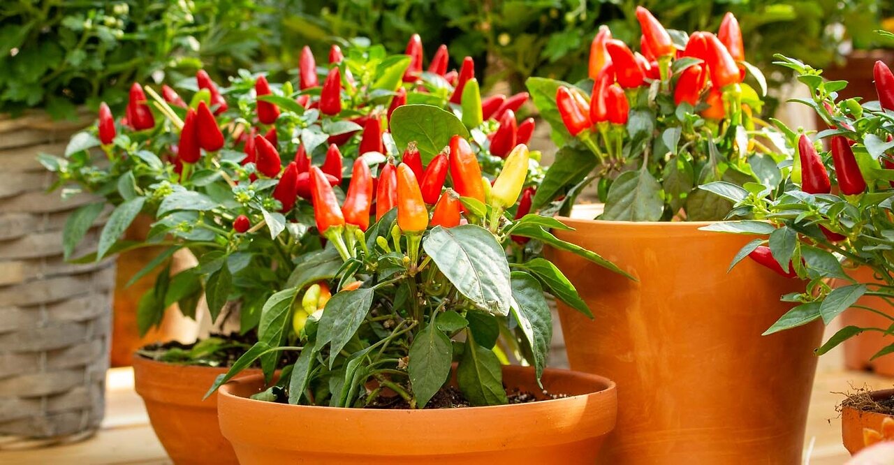 Balcony garden ideas Vegetables you must cultivate My Small Balcony Garden In Dubai