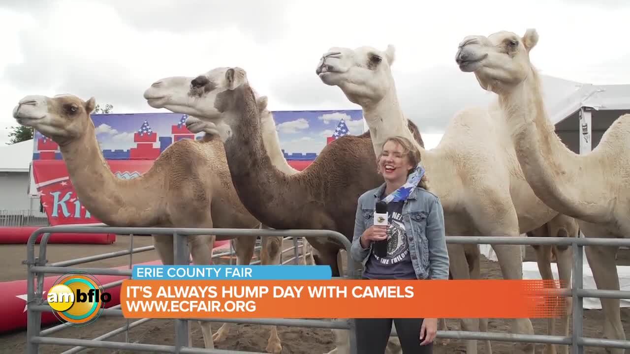 Mel checks out the camels at the Erie County Fair