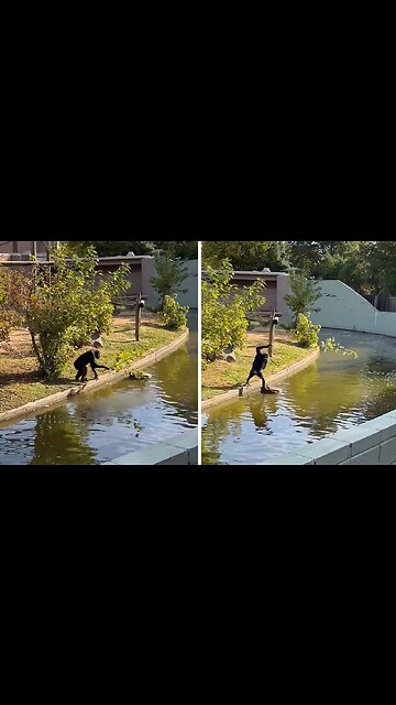 Monkey Plays Fun-filled Game Of Catch With Kids At Tulsa Zoo