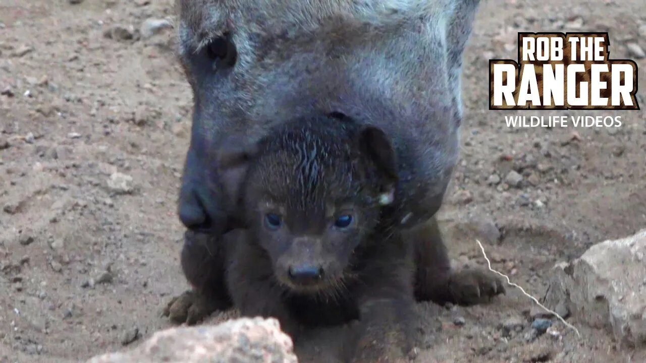 Spotted Hyena Den With Tiny Cub | Kruger National Park