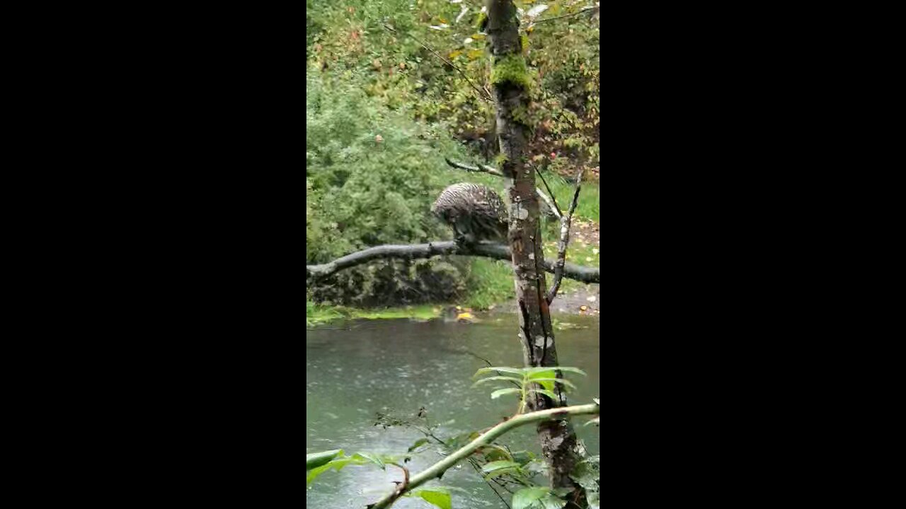 Owl Devours Crawfish