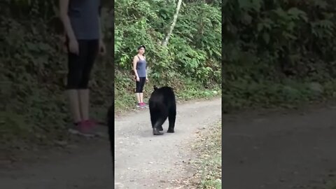 Bear has a hard time deciding which tourist to eat for dinner, finally decides to go home and have r