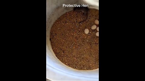 This hen fights a rat to save her eggs 🥚