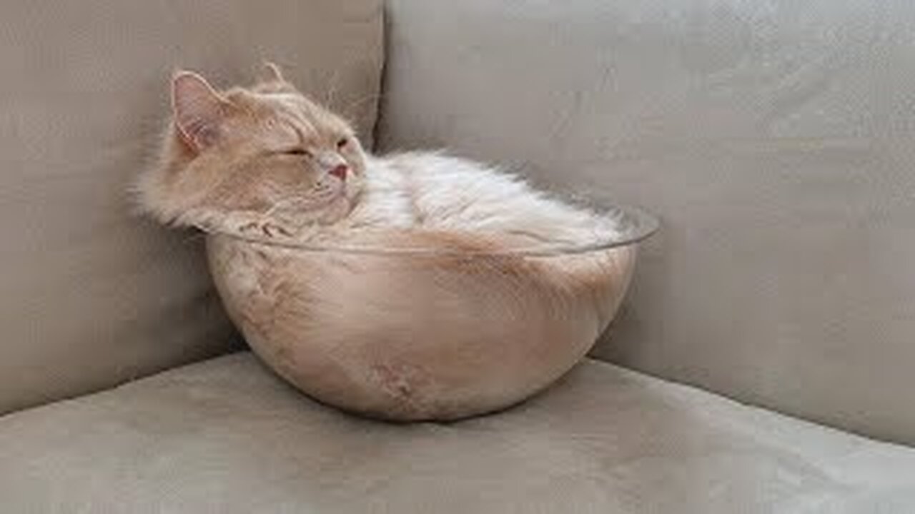Funniest Cats and Dogs Videos πΊπΆ || π₯°πΉ Hilarious Animal Compilation β99