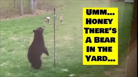 BEAR in the yard! Chippewa Falls WI Kapper (Jr) Farm Vlog