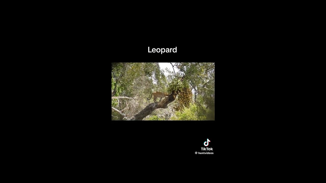 Slaughtered leopard