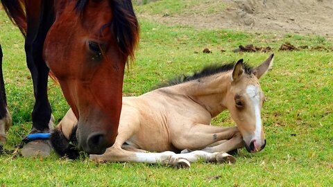 ЖИЗНЬ ДОМАШНИХ ЖИВОТНЫХ - Мама-лошадь и жеребёнок НА природе