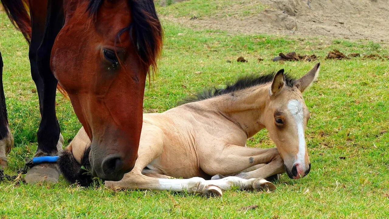 ЖИЗНЬ ДОМАШНИХ ЖИВОТНЫХ - Мама-лошадь и жеребёнок НА природе