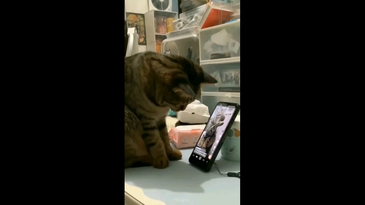 cat play mobile