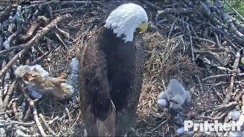 Harriet goes on break and brings back a stuffed squirrel. M brings back a real one.4-7-20