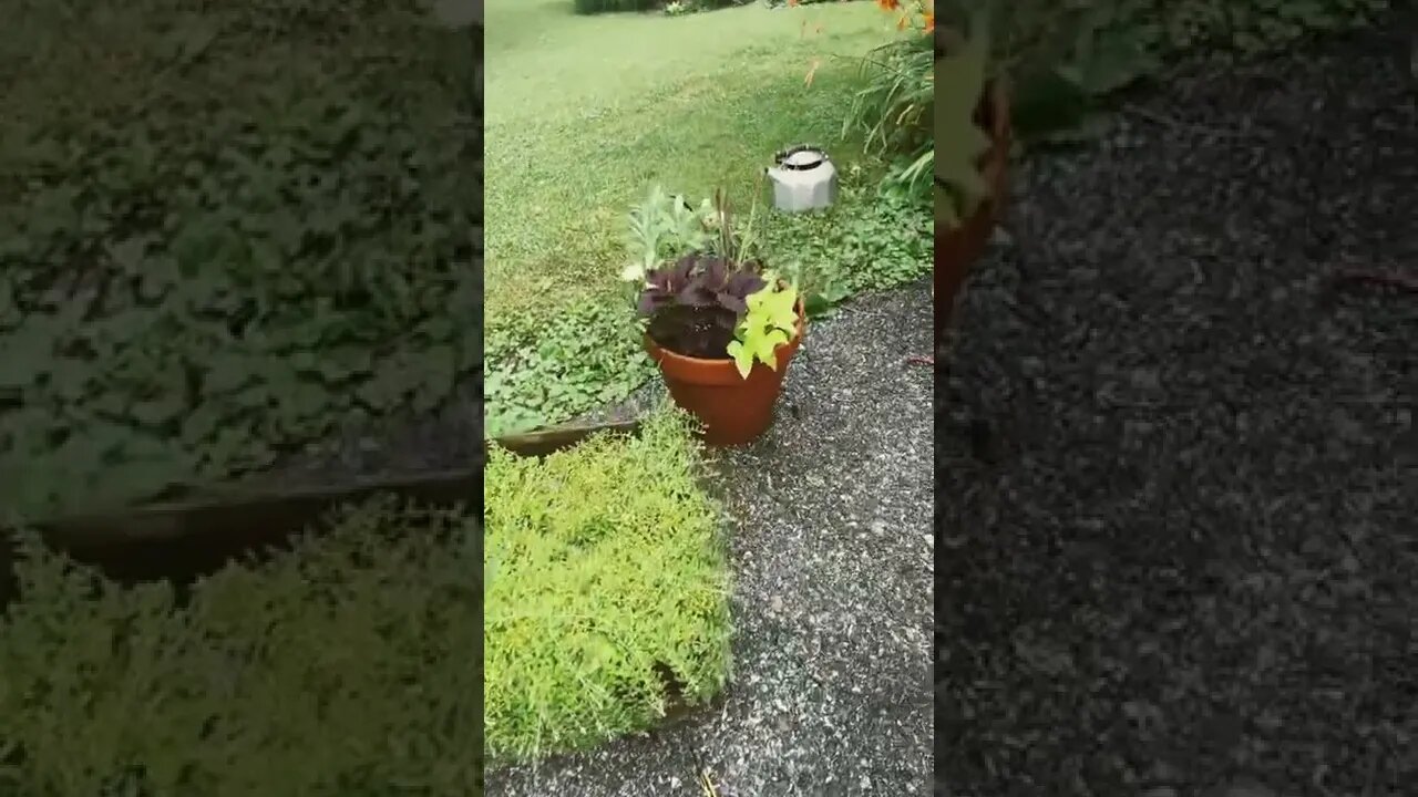 Coal bucket, birdbath, old trunk used for growing flower arrangement