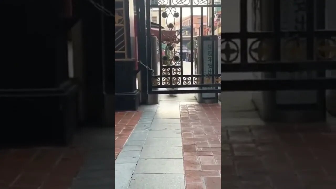 Sometimes, having short legs can be a blessing..🐕🐾🎾😅 #shorts #tiktok #corgi