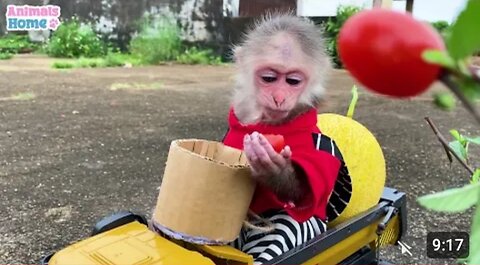 Farmer baby obedient tac car of her friend