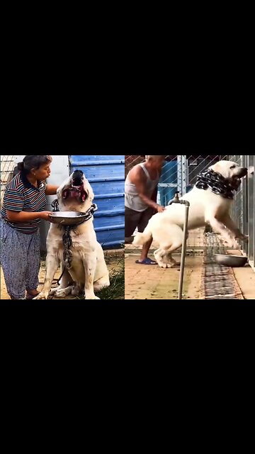 Monster dogs 🐶🐩 #pets #dogs #Entertainment