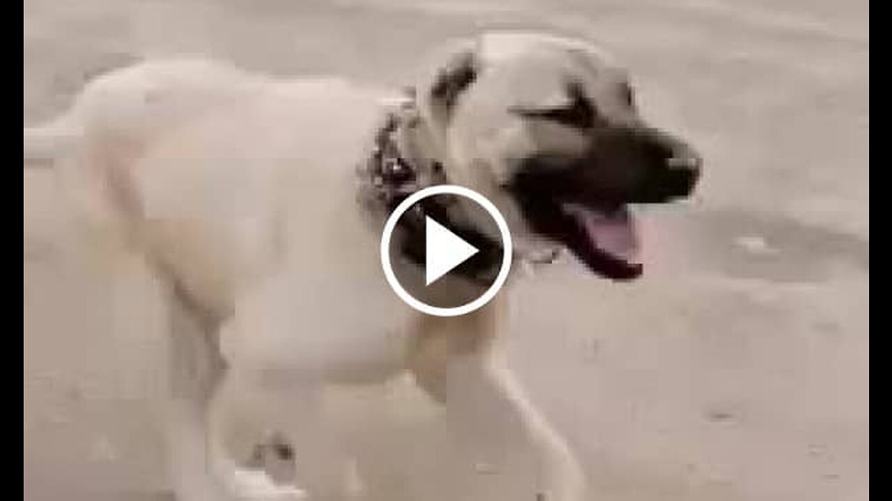 Kangal Shepherd Dog Sport