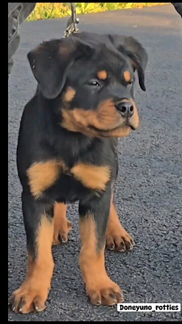 durotties