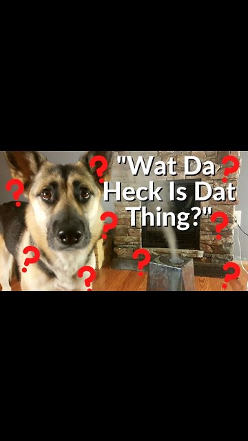 #shorts My Shepksy Maple Is So Nosey