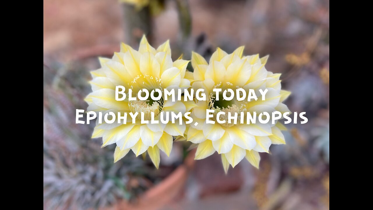 Epiphyllums in June!