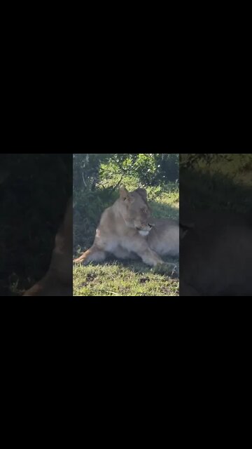 Maasai Mara Sightings Today 20/01/22 (Lions, Cheetah, Serval, etc) | Zebra Plains | #shorts