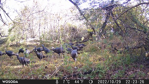 Trail Camera: Turkey 🦃 Flock