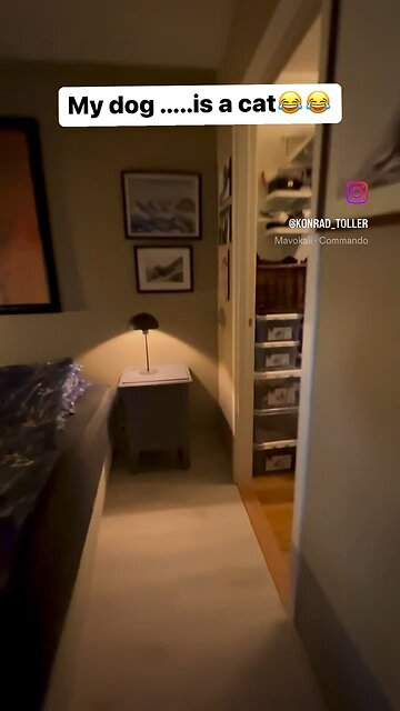 Konrad_toller om Instagram, come back down! 😄🐶 🐶📸😄