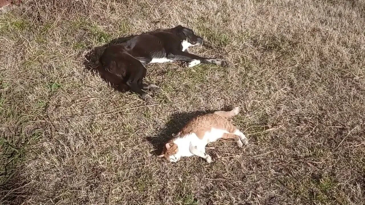 FRIENDLY CAT FINDS HIS FRIEND (12/05/23)