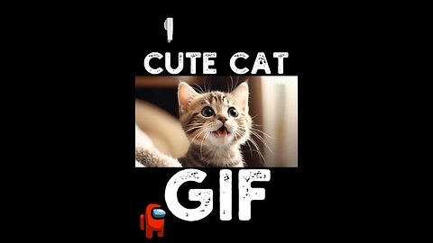 Cute Cat Gif