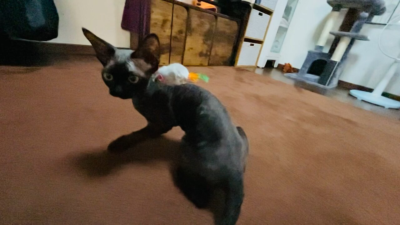 Devonrex TETO