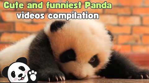 Cute and Funny Panda's compilation