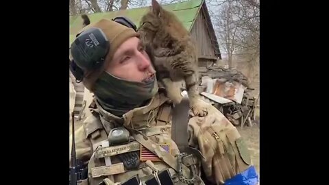 War Ukraine. The cat is happy to see people. The cat thanks for saving the soldiers.