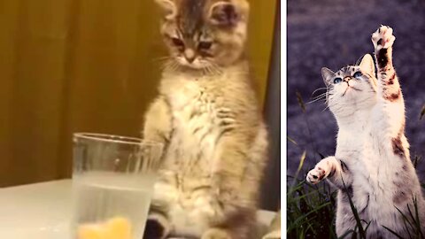 funny cat videos for kid comedy tik tok video for whatsapp status