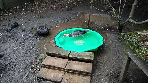 Muscovy Duck, swimming in the pond 18/06/2020