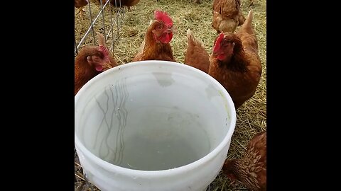 #chickens #winter #homesteading #homestead #farmanimals #farm #farmlife