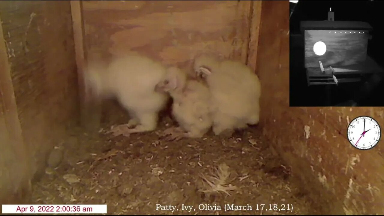 Syd brings home a mouse at 1:54 am. Ivy gets the prize.4-9-22