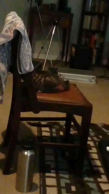 Kitten Sitting Tiggy 😺