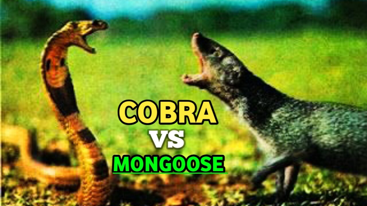 Egyptian Cobra Vs Mongoose| Cobra - Mongoose Real Fight|