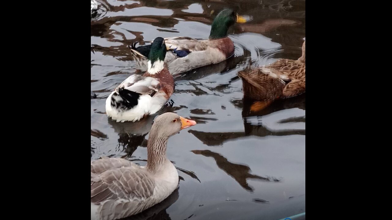 Beautiful duck