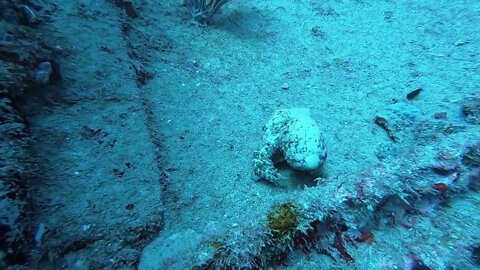 Octopus on Wreck - Florida