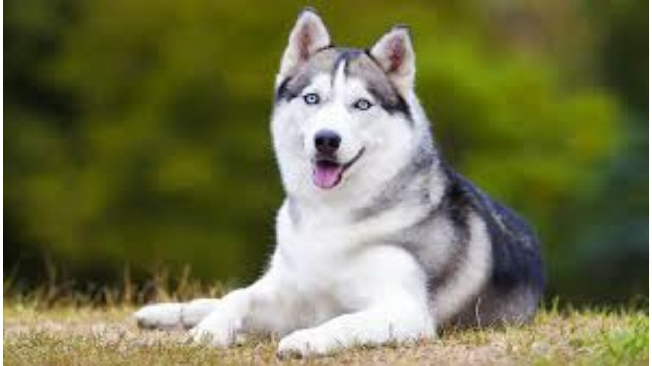 Siberian Husky Dog Breed - | Hill's Pet