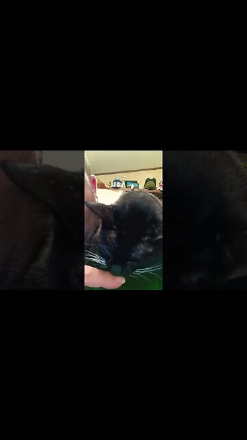 Sleeping kitty #shortsfeed #cat #shortsvideo #youtubeshorts #cutekitty #catlover #catshorts