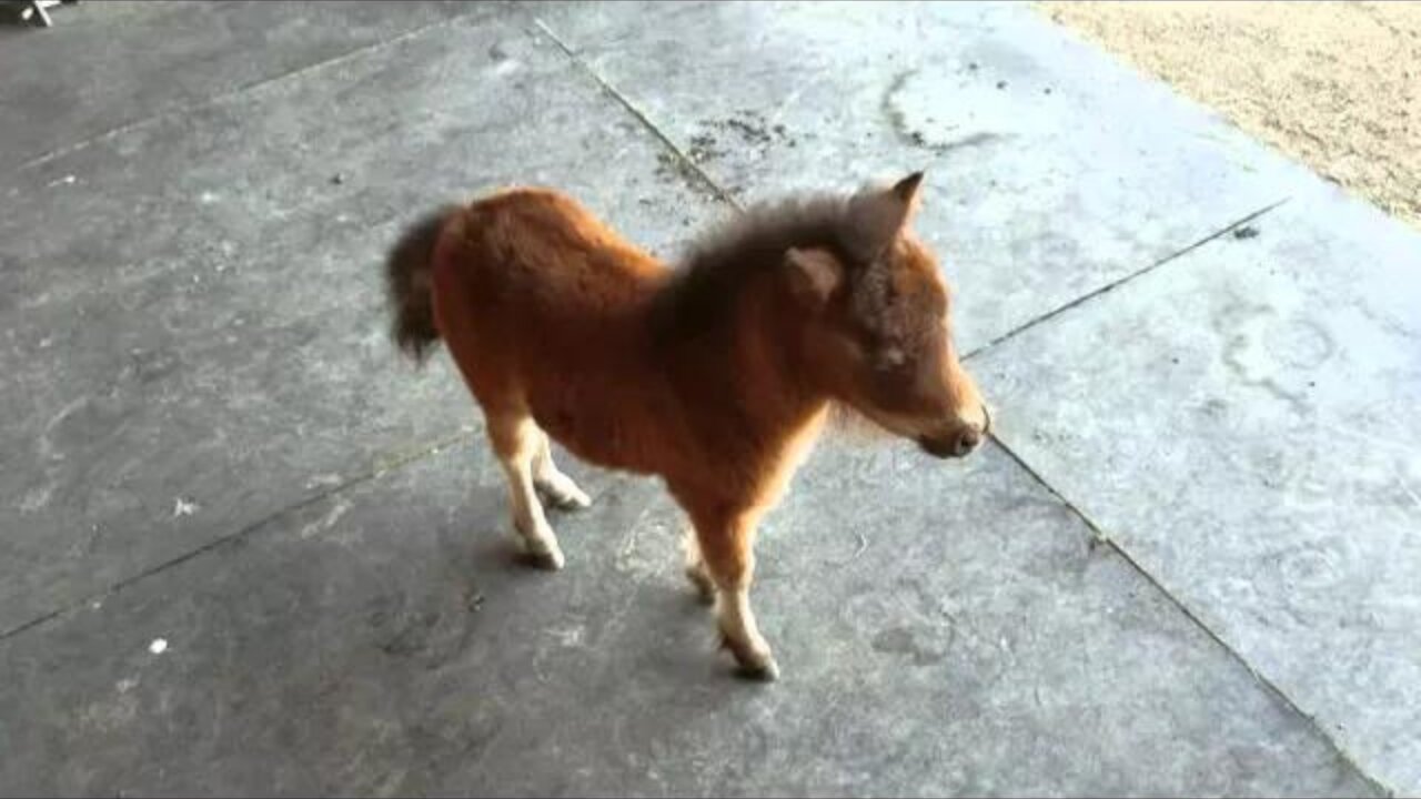 Baby Miniature Horse Chasing Me in Adorable Pursuit 🐴