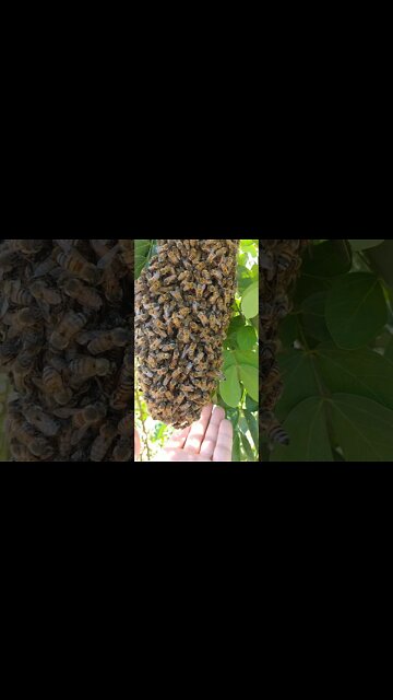 Abelhas de passagem aqui na Roça #Apicultura
