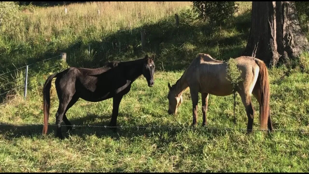 Strange creature walking up to the left of me while I'm discussing the horses