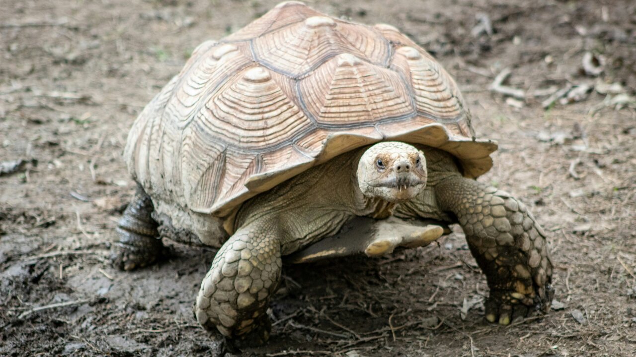 What Tortoise Think