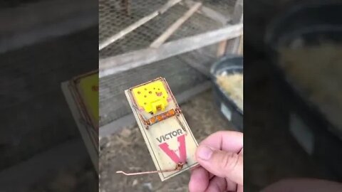 Possible Rat problem fix