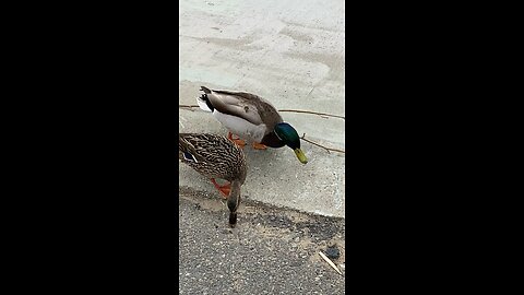 Two Duck Is Eating And The Other Two Is Walking #subscribe #duck #viral #trending